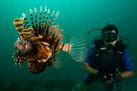 Diving - Red Lion Fish off the coast of Dhofar &copy; Ministry of Heritage &amp; Tourism Sultanate of Oman